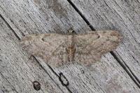 Eupithecia tenuiata