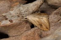 Evergestis forficalis