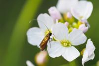 Cauchas rufimitrella