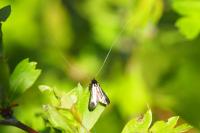 Adela reaumurella