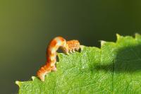 Erannis defoliaria