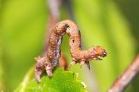 Colotois pennaria