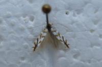 Phyllonorycter kuhlweiniella