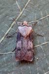 Agrotis puta