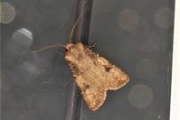 Agrotis puta