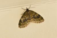 Acasis viretata