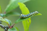 Diloba caeruleocephala
