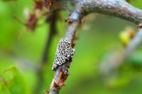 Malacosoma neustria
