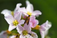 Cauchas rufimitrella