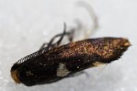 Incurvaria masculella