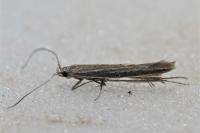 Coleophora albicosta