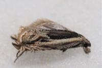 Ancylis apicella