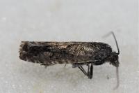 Pammene giganteana