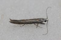 Coleophora albicosta