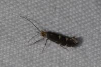 Callisto denticulella