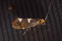 Incurvaria masculella