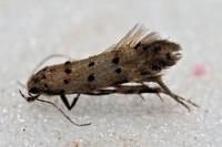 Pseudotelphusa paripunctella