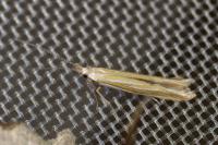 Coleophora albicosta