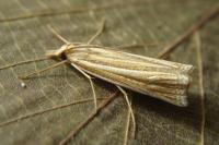 Ancylolomia tentaculella