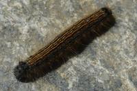 Malacosoma neustria
