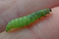 Tortrix viridana