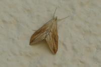 Evergestis forficalis