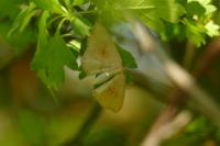 Cyclophora punctaria
