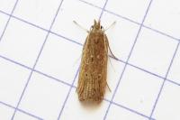 Helcystogramma triannulella