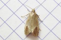 Phtheochroa inopiana