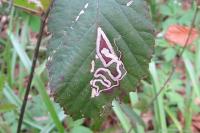 Stigmella aurella