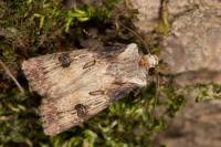 Agrotis puta