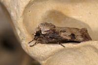 Agrotis puta