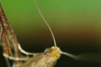 Nematopogon
