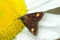 Pyrausta aurata