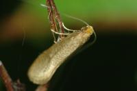 Nematopogon