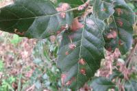 Ectoedemia heringella