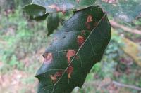 Ectoedemia heringella