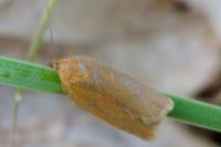 Clepsis unicolorana