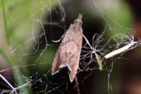 Dichrorampha acuminatana