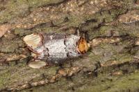 Phalera bucephala