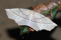Gerinia honoraria