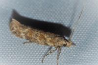 Scrobipalpa salinella