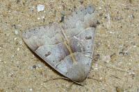 Minucia lunaris