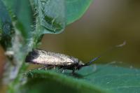 Adela reaumurella
