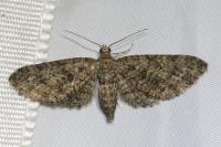 Eupithecia cocciferata