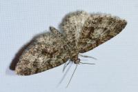 Eupithecia cocciferata