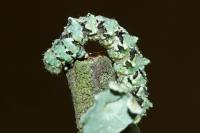 Cleorodes lichenaria