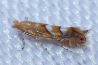 Phyllonorycter ilicifoliella