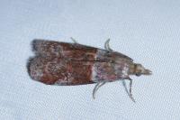 Acrobasis obliqua