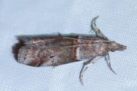 Acrobasis obliqua